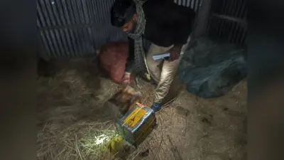 34 लीटर देसी शराब के साथ एक अभियुक्त गिरफ्तार