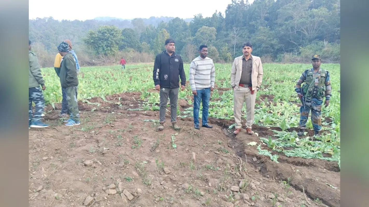 गुमला प्रशासन ने मिट्टी में मिलाई लहलहाती अफीम की फसल, लातेहार के माफिया का कनेक्शन