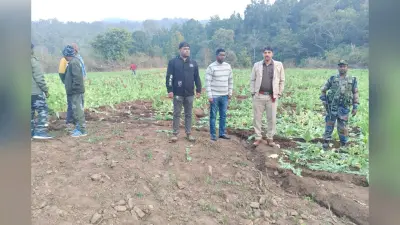गुमला प्रशासन ने मिट्टी में मिलाई लहलहाती अफीम की फसल, लातेहार के माफिया का कनेक्शन