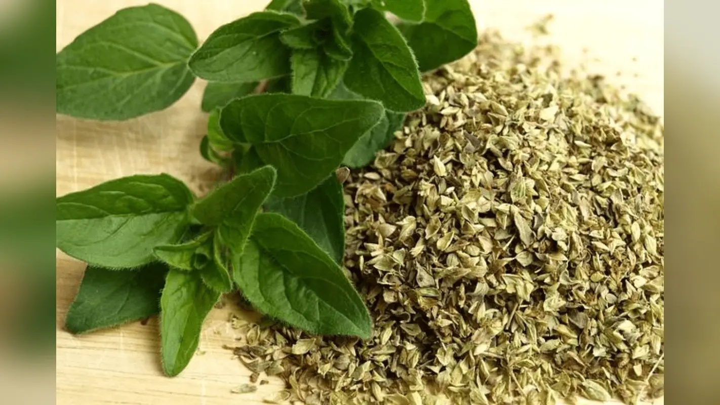 How to Make Oregano at Home: घर पर बनाएं फ्रेश ओरिगैनो – पिज़्ज़ा-पास्ता का स्वाद बढ़ाने वाला यह हर्ब अब घर में ही तैयार करें