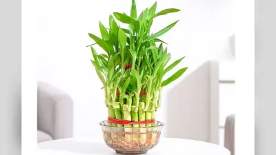 Lucky Bamboo Plant Care Tips: घर में खुशहाली और पॉजिटिव एनर्जी के लिए इस तरह करें लकी बैंबू की देखभाल