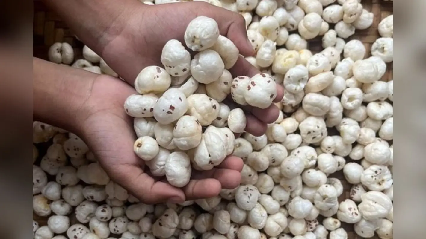Makhana Benefits: क्या आप भी गलत तरीके से खा रहे हैं मखाना? हड्डियों की मजबूती के लिए आज ही जान लें सही तरीका