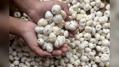 Makhana Benefits: क्या आप भी गलत तरीके से खा रहे हैं मखाना? हड्डियों की मजबूती के लिए आज ही जान लें सही तरीका