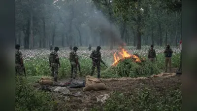 बाघों वाले नेशनल पार्क में अफीम की खेती: पुलिस ने नष्ट किए 95,850 पौधे, बाजार की कीमत लगभग दो करोड़ रुपये