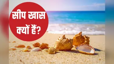 ‘लिटिल टाइम मशीन’ सीप समुद्र में कहां से आते हैं? इनसे क्या कुछ पता चलता है? इनसे हमें क्या सीखने को मिलता है?