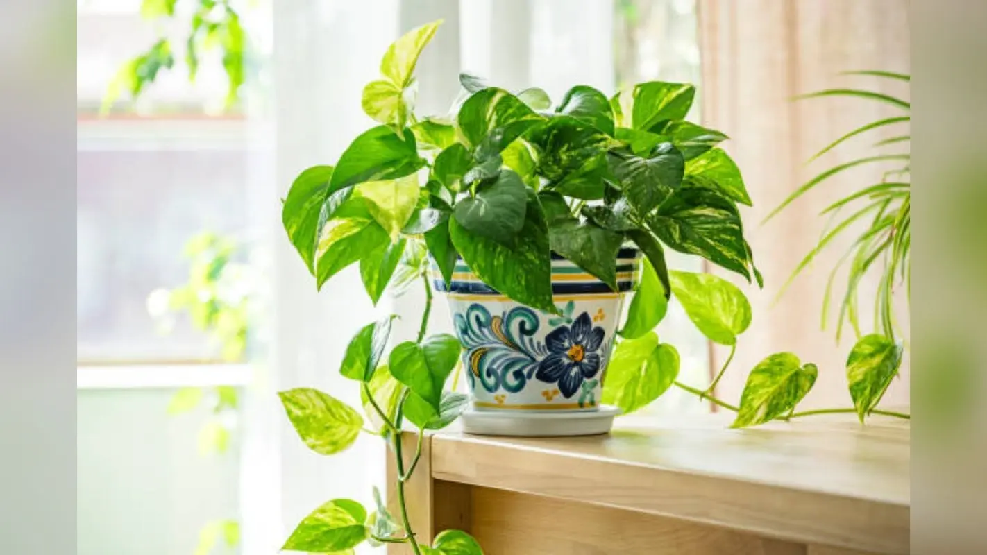 Planting Tips: हरा भरा हो जाएगा बालकनी में रखा मनी प्लांट, बस गमले में डालनी होगी ये चीज