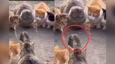 viral Video: दो चूहों के बीच छिड़ी जंग, दर्शक बनी बिल्लियां, जीतेगा कौन जानने के लिए देखें यह वीडियो