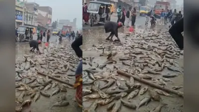 Bihar News: सीतामढ़ी में पिकअप वैन से छात्र की मौत, सड़क पर पड़ी रही डेड बॉडी और मछली लूटने में व्यस्त रहे लोग