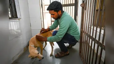 Patna News: मेडिकल कॉलेज अस्पतालों में गिने जायेंगे आवारा कुत्ते, संख्या बढ़ेगी तो बनेंगे शेल्टर होम