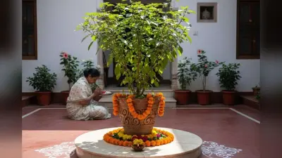 Tulsi Plant Care: सूखती तुलसी से परेशान? अपनाएं ये असरदार देखभाल उपाय हर मौसम में रहेगी हरी-भरी