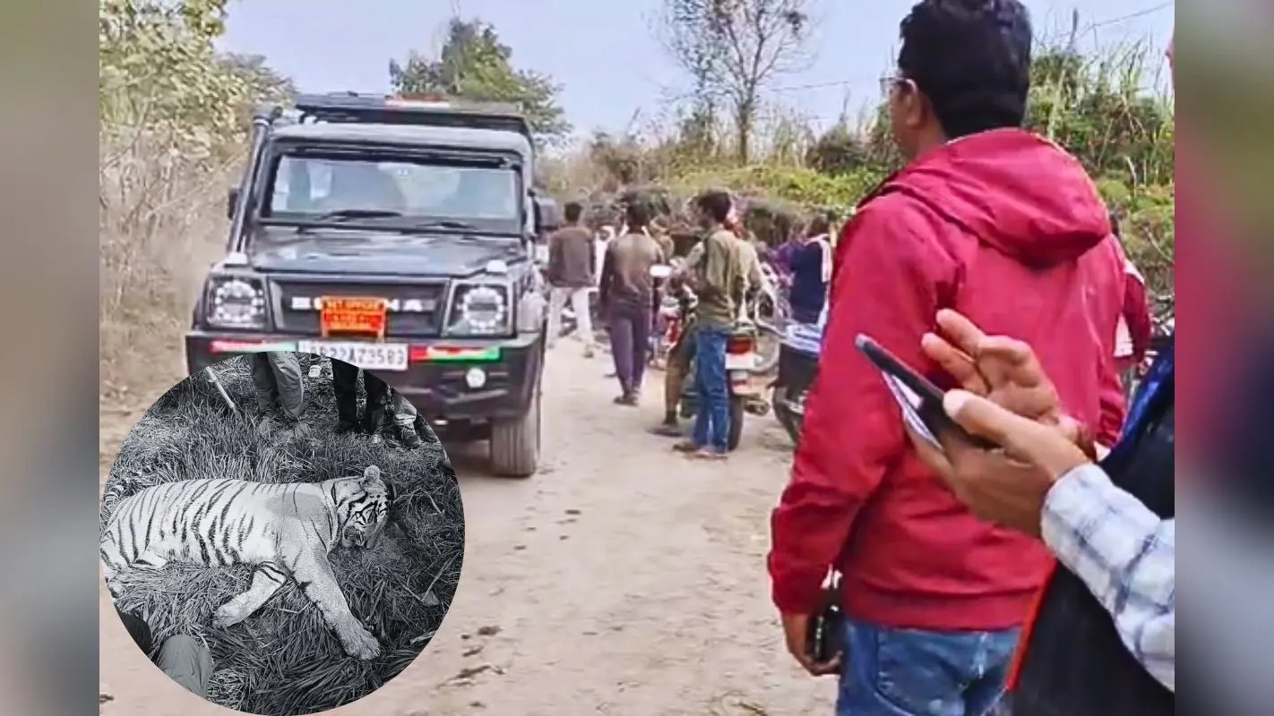 Bihar News: फसल की रखवाली बनी बाघ की मौत की वजह? वाल्मीकि टाइगर रिजर्व में करंट लगने से गई जान