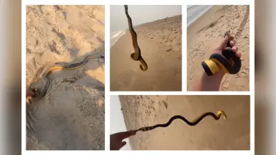 Viral Video: बाघ और मेंढक की अद्भुत दोस्ती, टाइगर की पीठ पर फुदकते दिखे नन्हे दोस्त, वायरल हो रहा वीडियो