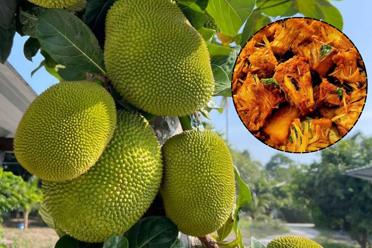 मिनटों में तैयार करें प्रोटीन से भरपूर टेस्टी वेज डिश – ड्राई कटहल भुर्जी