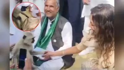 मत जाओ डीएम साहिबा! लंगूर ने पकड़ ली साड़ी
