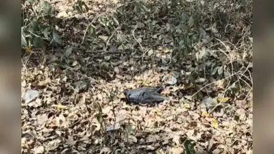 बिहार के इस जिले में कौवों की रहस्यमयी मौत से हड़कंप, बर्ड फ्लू की आशंका