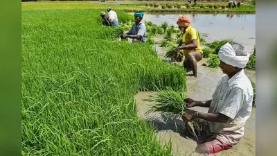 बिहार में फार्मर रजिस्ट्री का 50 प्रतिशत टारगेट पूरा, किन-किन जिलों में हुआ बेहतर काम?