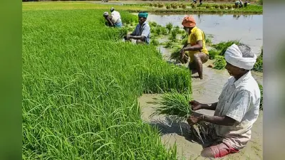 फार्मर रजिस्ट्री में कौन जिला रहा सबसे आगे? 11 फरवरी तक बनेगी डिजिटल आईडी