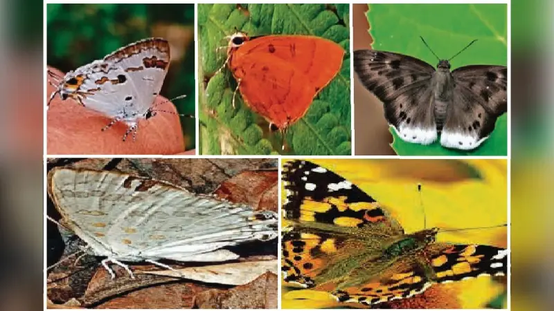 झारखंड के दलमा में मिलीं तितलियों की पांच नई प्रजातियां, जैव विविधता के लिए बड़ी उपलब्धि