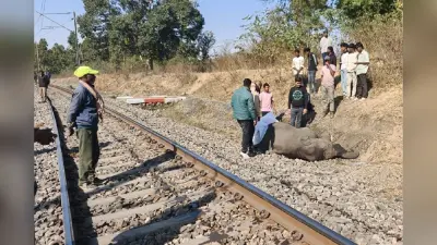 चंदवा में देर रात ट्रेन की चपेट में आया हाथी का बच्चा, हो गई मौत