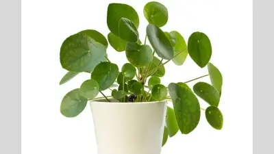Coin Plant Care Tips: घर की खूबसूरती भी बढ़ाता है चमत्कारी क्वाइन प्लांट, जान लें इसकी देखभाल का सही तरीका