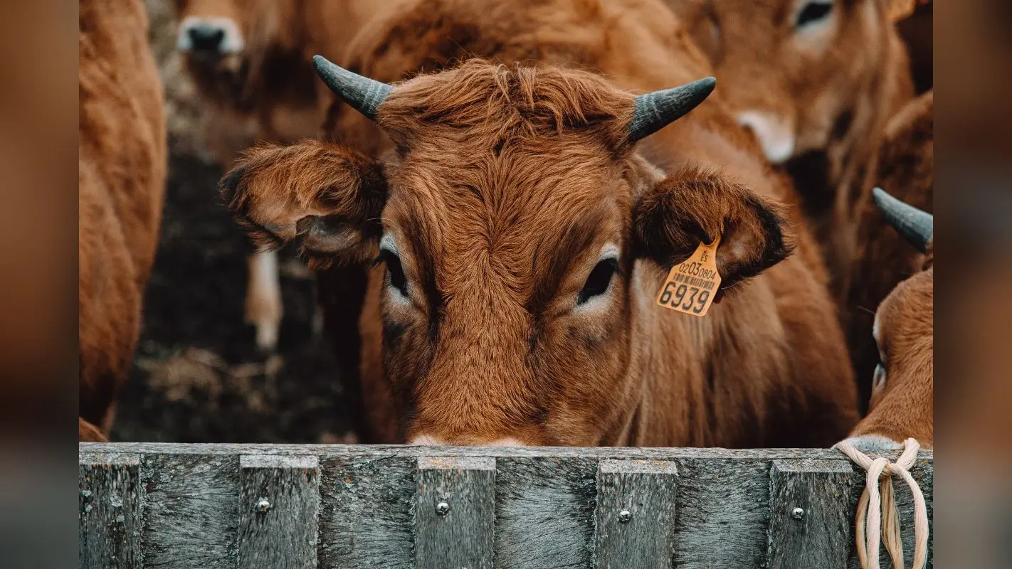 गो-तस्करी तनाव: हैदराबाद में गायों से भरा ट्रक पकड़ाया, राजस्थान के बारां में बछड़े की मौत पर बंद