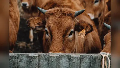 गो-तस्करी तनाव: हैदराबाद में गायों से भरा ट्रक पकड़ाया, राजस्थान के बारां में बछड़े की मौत पर बंद