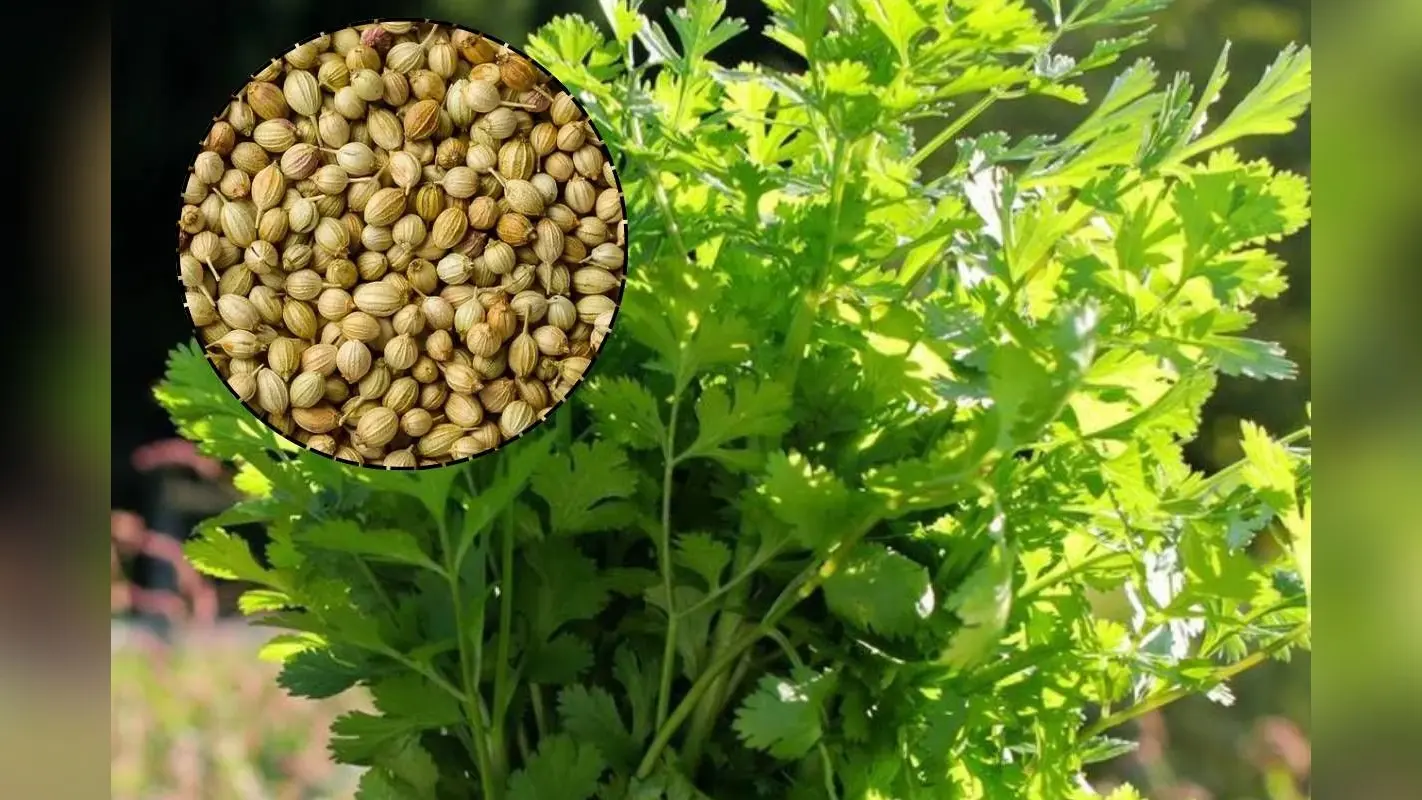 घर पर ऐसे उगाएं ताजा और खुशबूदार देसी धनिया, हफ्ते भर में दिखेंगे हरे पत्ते