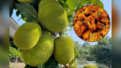 मिनटों में तैयार करें प्रोटीन से भरपूर टेस्टी वेज डिश – ड्राई कटहल भुर्जी
