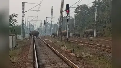 चक्रधरपुर रेल मंडल के तालाबुरु में ट्रैक पर आया हाथियों का झुंड, ट्रैकमैन ने भागकर बचायी जान