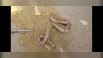 Gaya news : गया जंक्शन पर तीन करोड़ के दुर्लभ सांप के साथ दो तस्कर गिरफ्तार