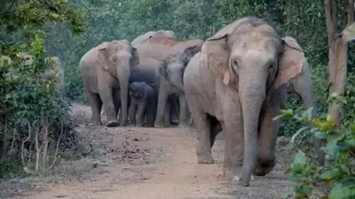 Rourkela News : हाथियों के बार-बार आने से बणई के दर्जनों गांवों के लोग दहशत में