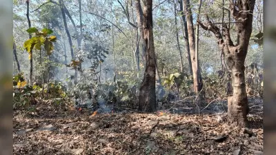 Bokaro News : चंद्रपुरा प्लांट से सटे जंगल में लगी आग
