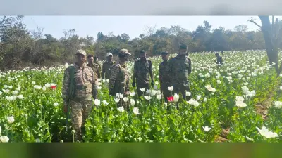 Aurangabad News : 15 एकड़ में लगी अफीम की फसल नष्ट