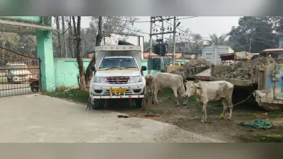 पिकअप पर लोड 10 गायों को किया जब्त, चालक गिरफ्तार