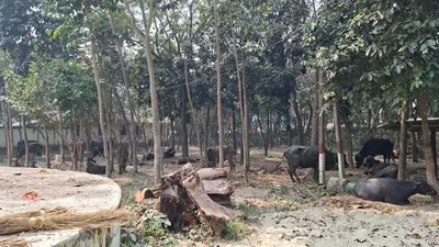 तीन पिकअप पर लोड 22 मवेशियों के साथ पांच तस्करों को किया गिरफ्तार