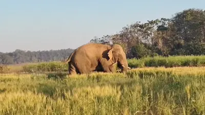 हाथी ने नौ किसानों की फसल रौंदी, एक का घर तोड़ा