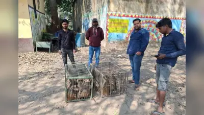नगर पंचायत कोईलवर में पांच दर्जन बंदर पकड़े गये