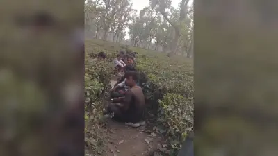ठाकुरगंज के चाय बागान बने नशेड़ियों के सुरक्षित अड्डे