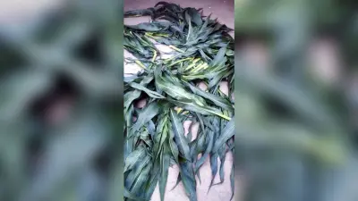 भवानीपुर वार्ड 09 में मक्के की फसल काट किया बर्बाद