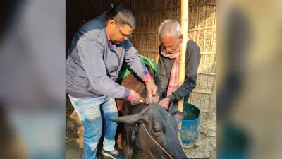 एफएमडी टीकाकरण, 7.30 लाख मवेशियों को लगेगा टीका