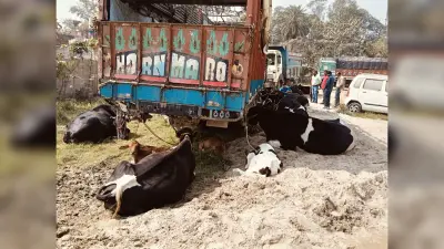 सालमारी पुलिस ने ट्रक से पशुओं को किया बरामद