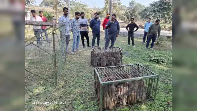 तीसरे दिन चार दर्जन से अधिक बंदर पिंजरे में कैद