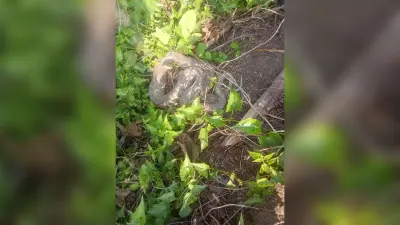 अजगर मिलने से गांव के लोगों में दहशत का आलम