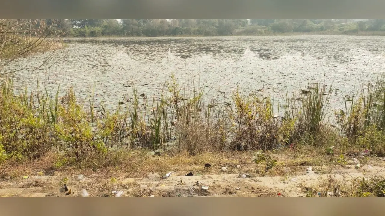 जलकुंभी से ढंका एसीसी तालाब, स्थिति नारकीय