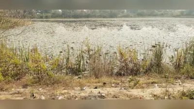 जलकुंभी से ढंका एसीसी तालाब, स्थिति नारकीय