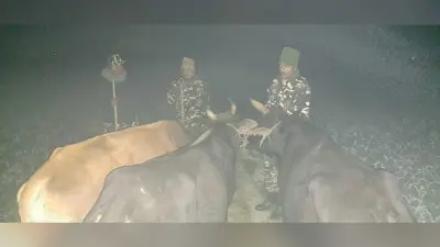 तस्करी के तीन बैल को एसएसबी जवानों ने किया जब्त, तस्कर फरार