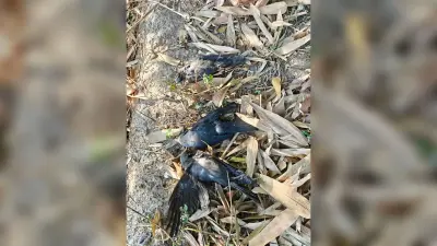 बर्ड फ्लू को लेकर स्वास्थ्य विभाग ने जारी की एडवाजरी