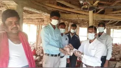 मुर्गे व चूजे का सैंपल संग्रह कर जांच को भेजा