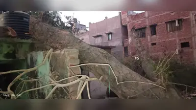 अनुमंडलीय अस्पताल में बिना अनुमति के ही कटा शीशम का हरा-भरा पेड़