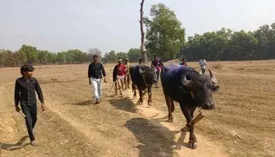 East Singhbhum News : प्रतिबंध के बाद भी हो रही थी भैंसा लड़ाई, सीओ को देखते मची भगदड़